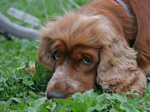 Картинка алексей Яшкин ричи любит погрустить животные собаки
