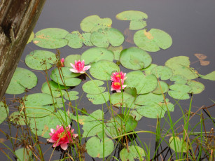 Картинка цветы лилии водяные нимфеи кувшинки