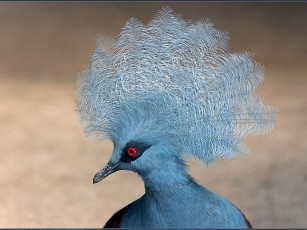 Картинка дмитрий кауц ну как вам моя химия животные голуби