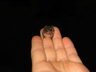 Картинка джордж вашингтон целовать не животные лягушки