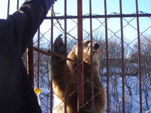 Картинка голосуем за дружбу животные медведи