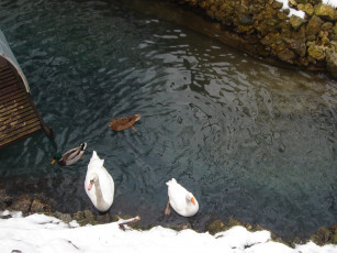 Картинка животные птицы