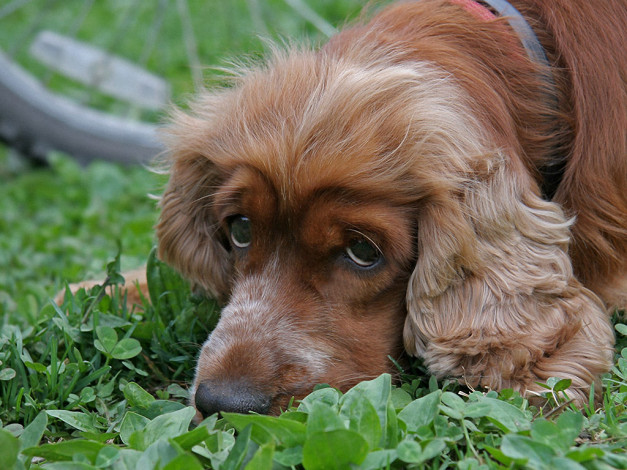 Обои картинки фото алексей, Яшкин, ричи, любит, погрустить, животные, собаки