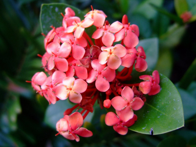 Обои картинки фото цветы, клеродендрумы