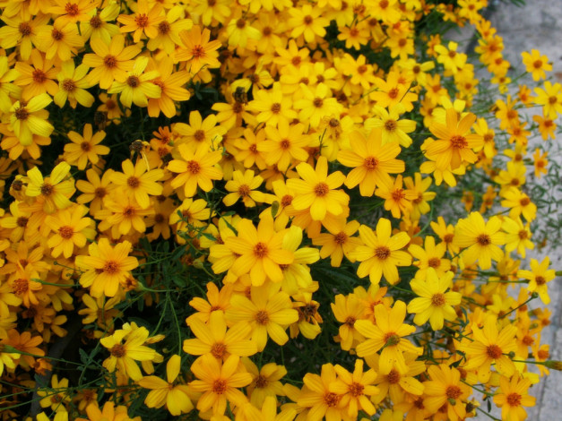 Обои картинки фото цветы, космея