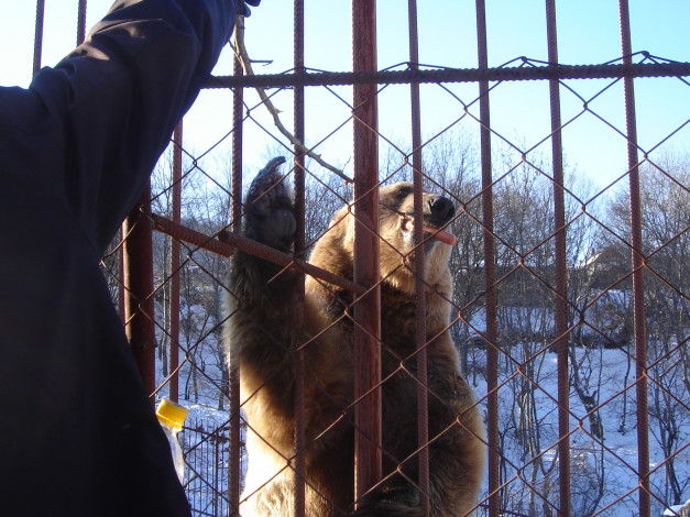 Обои картинки фото голосуем, за, дружбу, животные, медведи