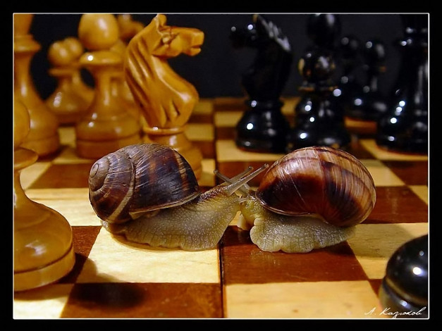 Обои картинки фото казюков, неспешные, игры, животные, улитки