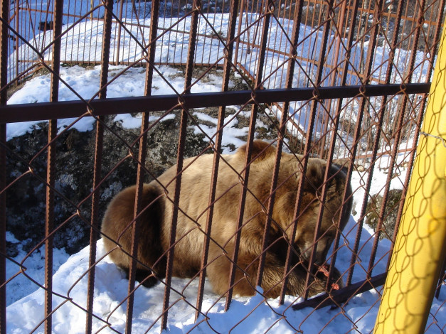 Обои картинки фото лезть, вольер, ради, кадра, никто, не, захотел, животные, медведи