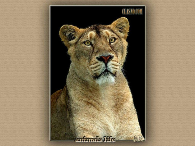 Обои картинки фото животные, львы