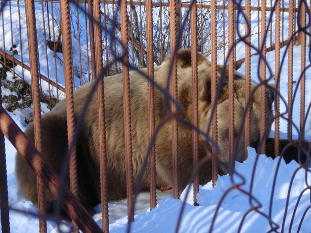 Обои картинки фото животные, медведи