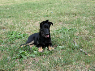 Картинка амур животные собаки