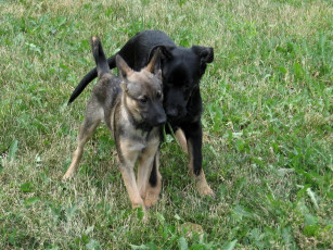 Картинка друзья животные собаки