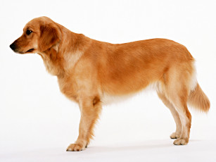 Картинка животные собаки