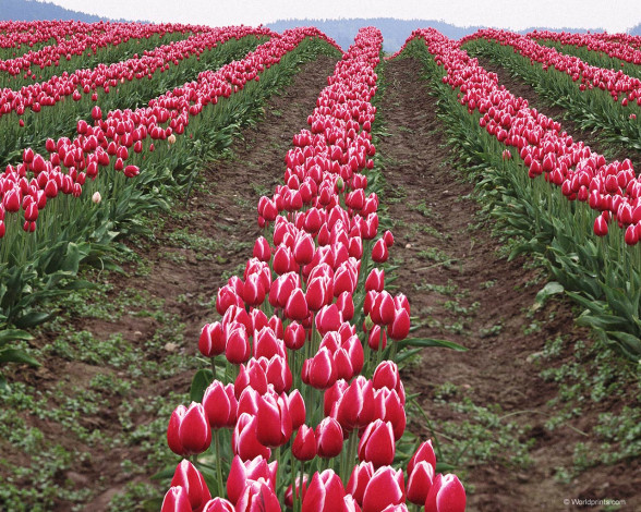 Обои картинки фото поле, цветы, тюльпаны