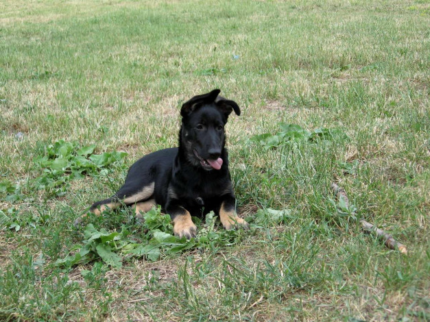 Обои картинки фото амур, животные, собаки