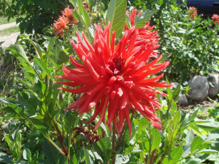 Картинка цветы георгины