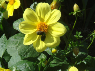 Картинка цветы георгины