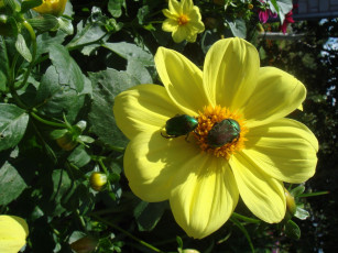 Картинка цветы георгины