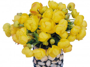 Картинка цветы калужницы лютики