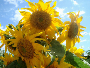 Картинка цветы подсолнухи