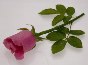 Картинка цветы розы