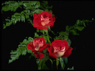 Картинка цветы розы