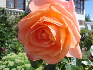 обоя цветы, розы