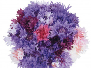 Картинка цветы васильки