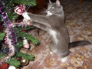 Картинка животные коты