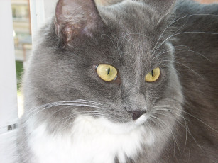 Картинка животные коты