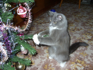 Картинка животные коты