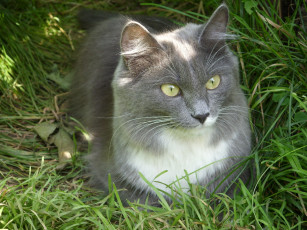 Картинка животные коты