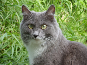 Картинка животные коты