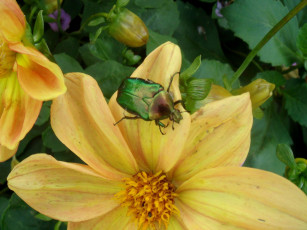 Картинка животные насекомые