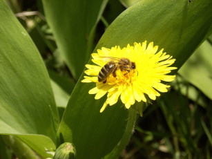 Картинка животные пчелы осы шмели