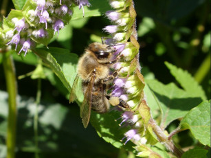 Картинка животные пчелы осы шмели