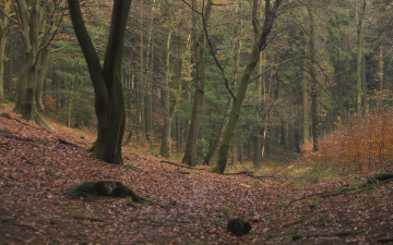 Картинка природа