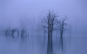 Картинка природа деревья