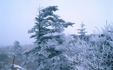 Картинка природа деревья