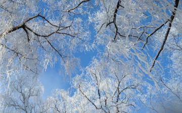 Картинка природа деревья