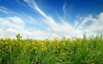 Картинка природа луга