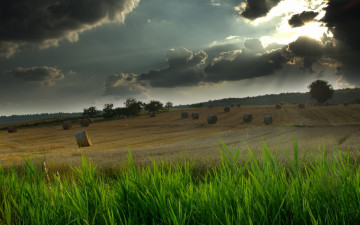 Картинка природа поля