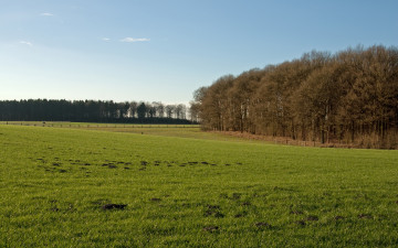 Картинка природа поля