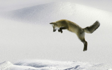 Картинка животные лисы