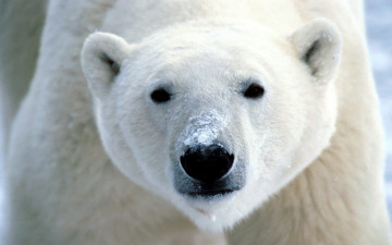 Картинка животные медведи