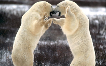 Картинка животные медведи