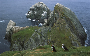 Картинка животные тупики