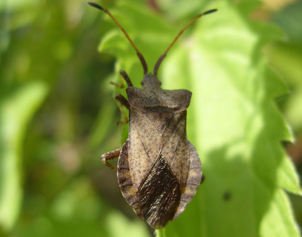 Обои картинки фото животные, насекомые