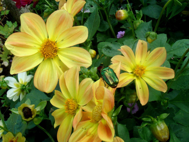 Обои картинки фото цветы, георгины