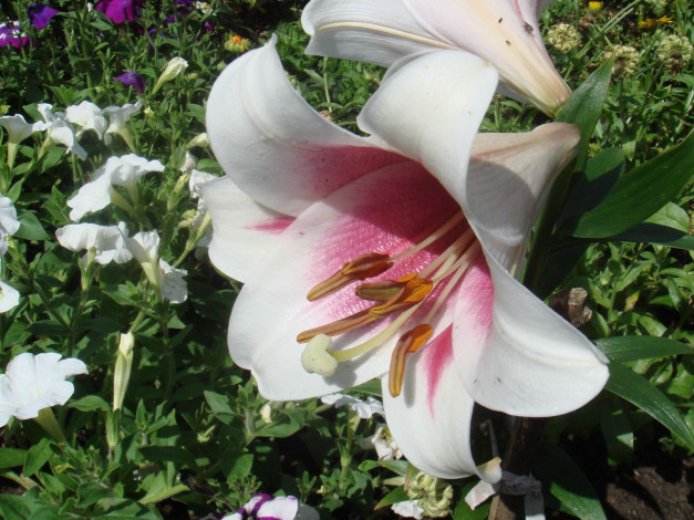 Обои картинки фото цветы, лилии, лилейники